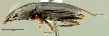 Media type: image;   Entomology 31941 Aspect: habitus lateral view